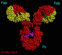 IgG Antibody