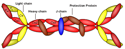 Protected-SIgA